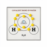 Covalent Bond in Water Model